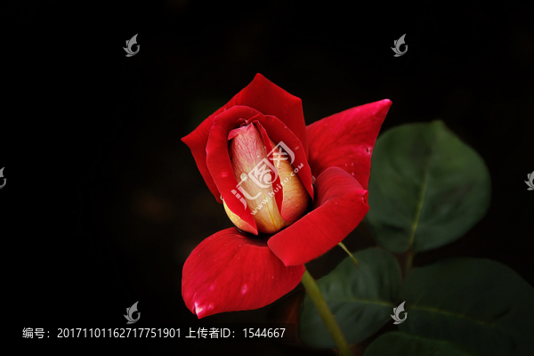 月季