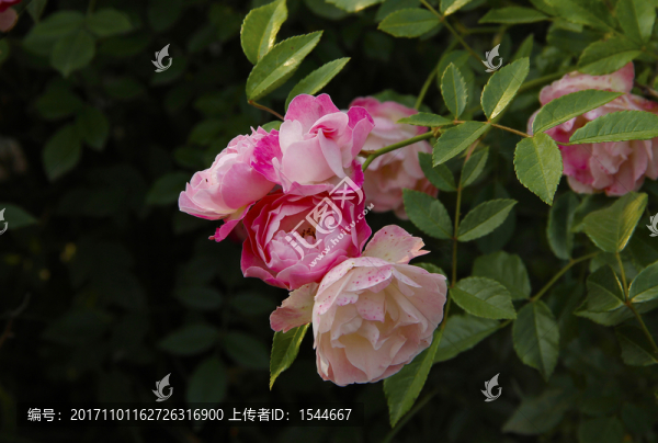 薔薇