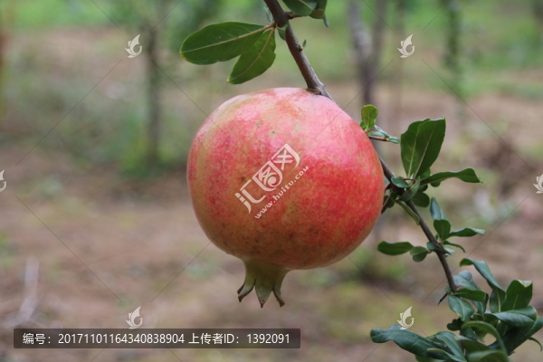 石榴結(jié)果