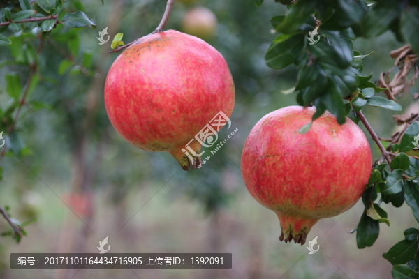 兩個(gè)大軟籽石榴