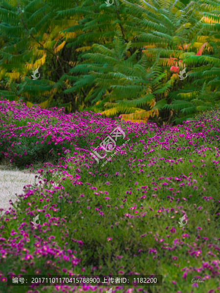 路邊花叢