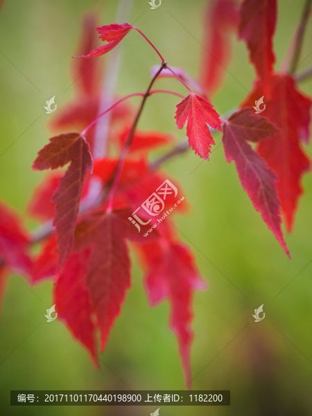 紅葉