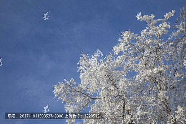 與霜冬天樹枝