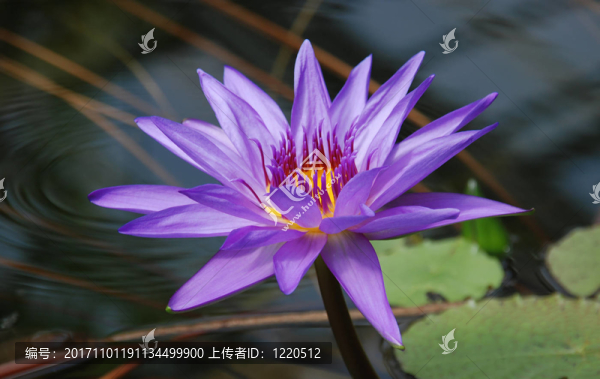 美麗的