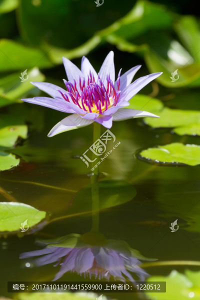 水百合