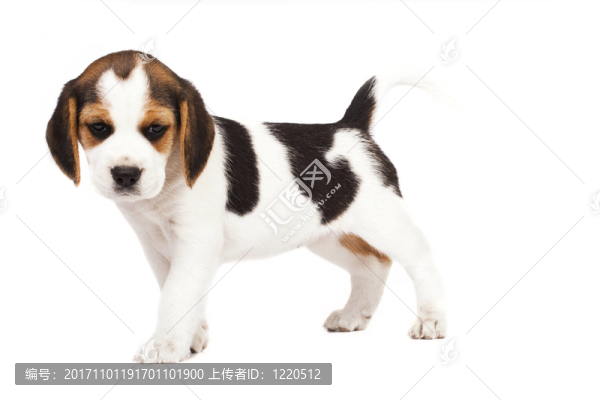 孤立的