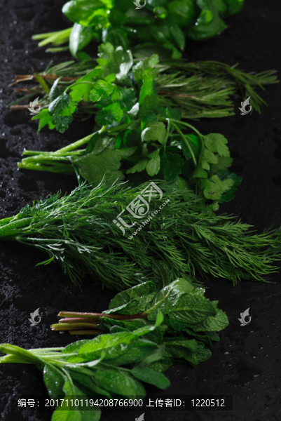 鼠尾草