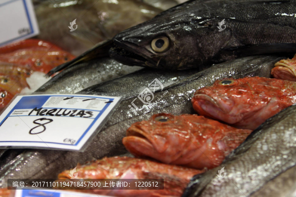 鱈魚、石斑魚
