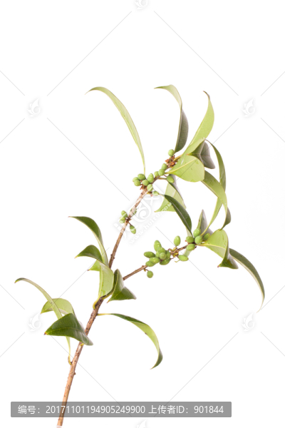 桂花樹枝葉