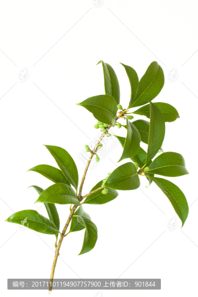 桂花樹枝葉