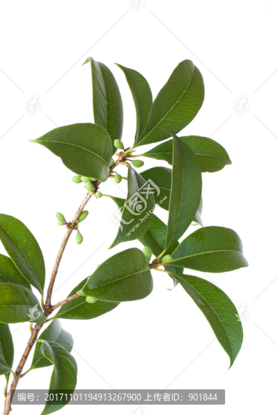 桂花樹枝葉