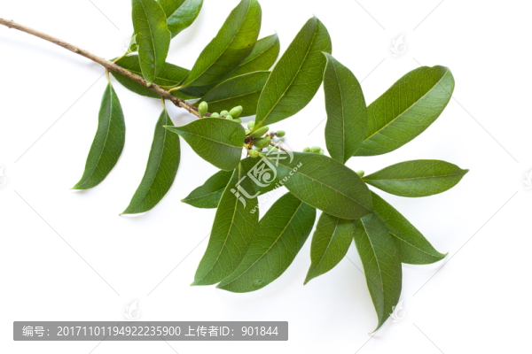 桂花樹(shù)枝葉