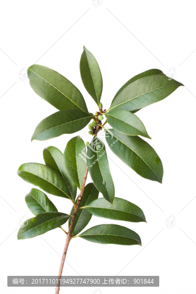 桂花樹枝葉