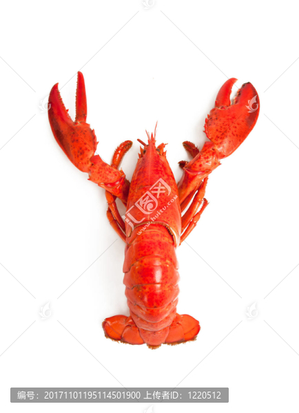 龍蝦