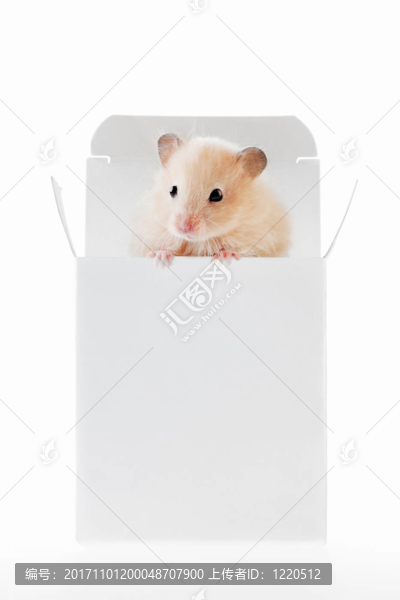 小鼠