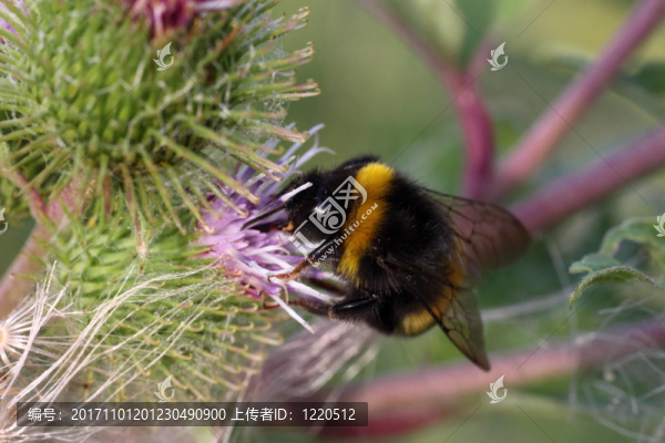 牛蒡大黃蜂