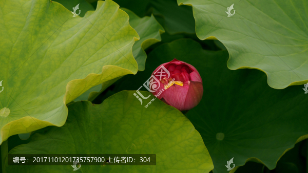 荷花