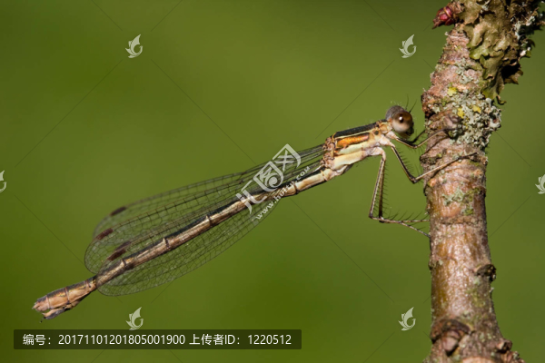 binsenjungfer,Lestes,sponsa