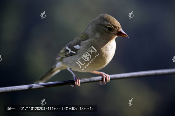 鳥