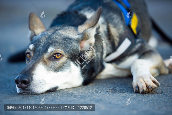 德國牧羊犬