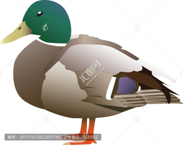 鳥