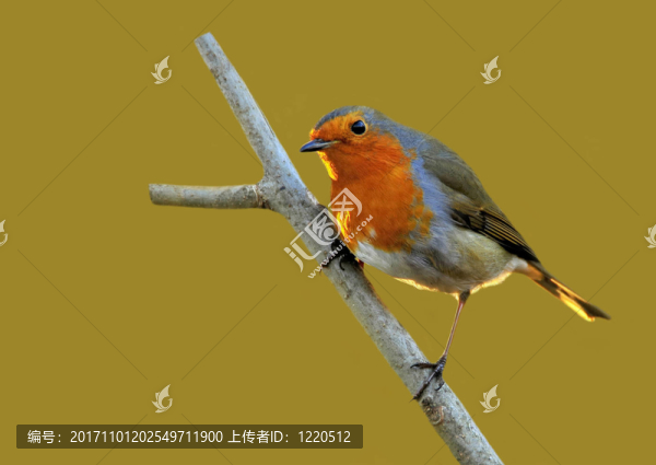 羅賓