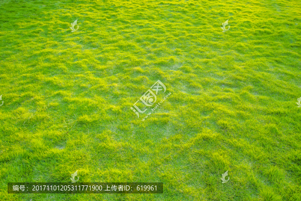 綠草地