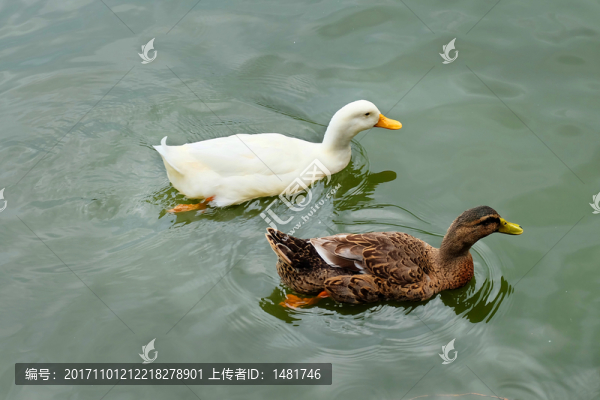 鴨子