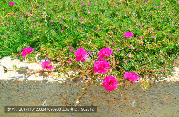 太陽花