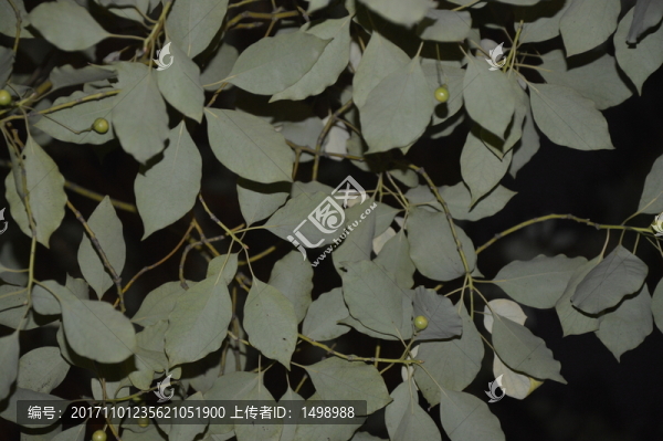 樹葉