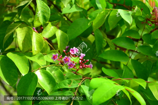 楊桃花