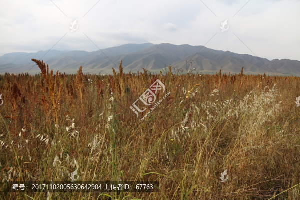 秋天的原野