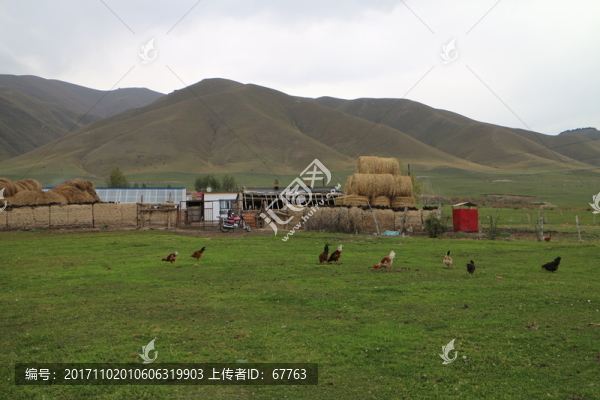 山村草原雞
