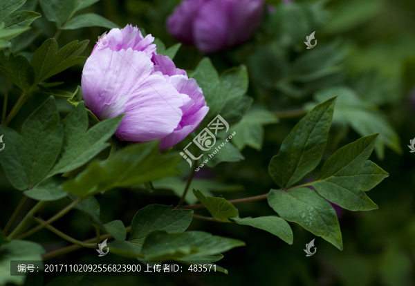 牡丹花