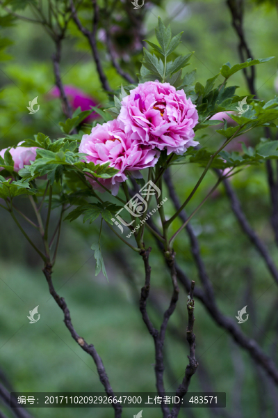 牡丹花