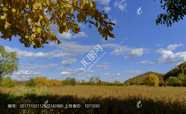 成熟的黃豆地