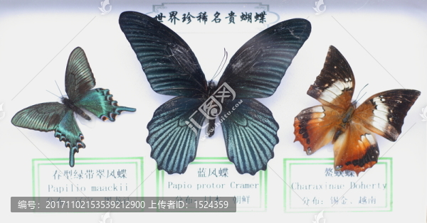 蝴蝶標(biāo)本