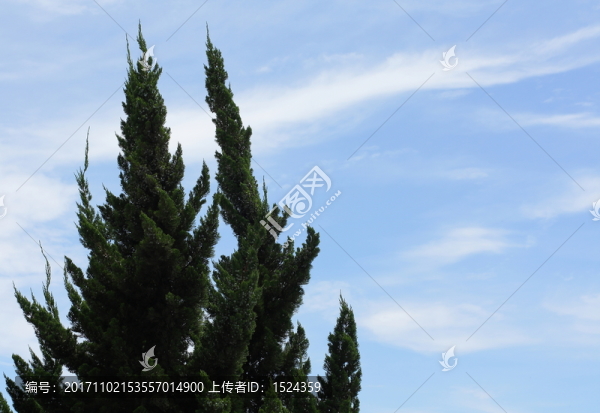 天空柏樹(shù)