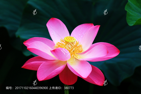 荷花