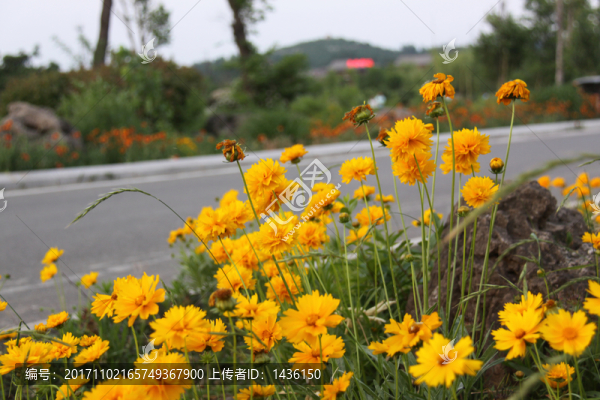 公園花草