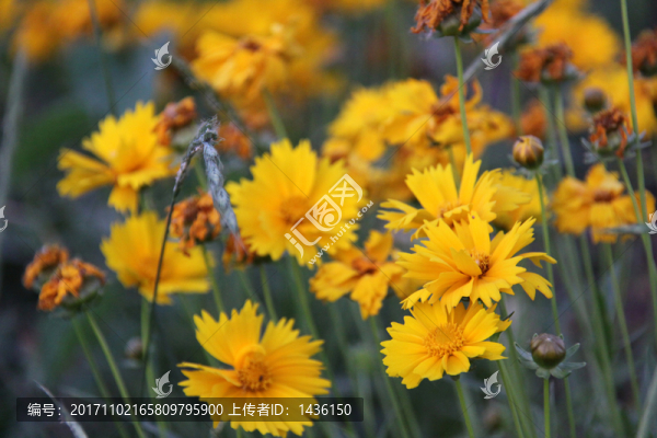 黃花背景