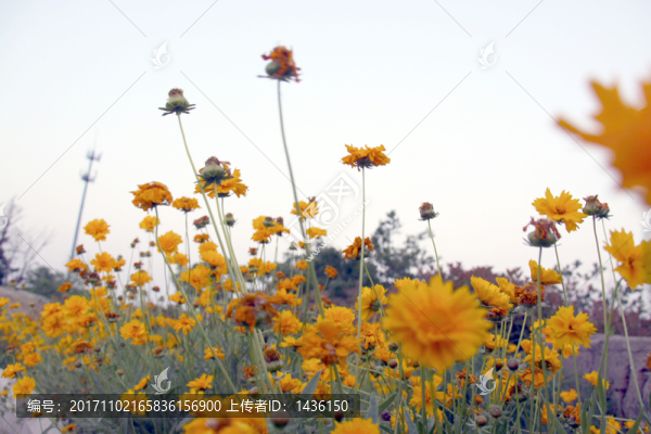 花草