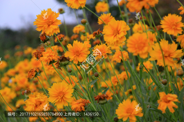 黃花背景