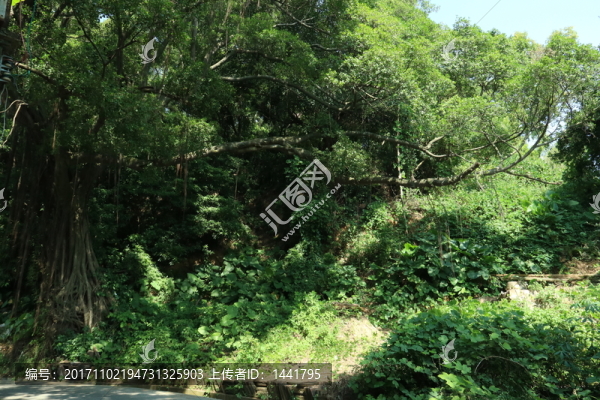 嶺南樹林