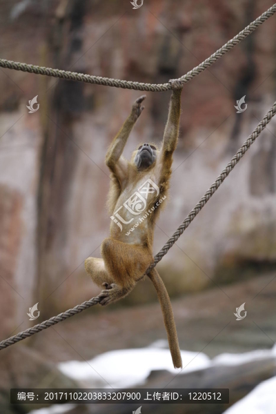 哺乳動物