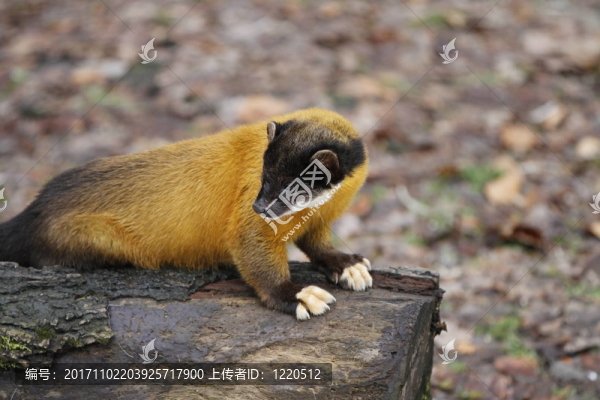 yellowthroated貂特寫