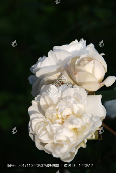花園