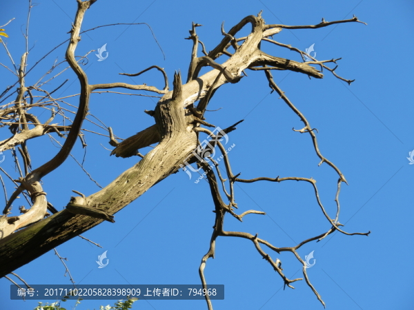 枯樹枝