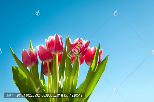 花卉