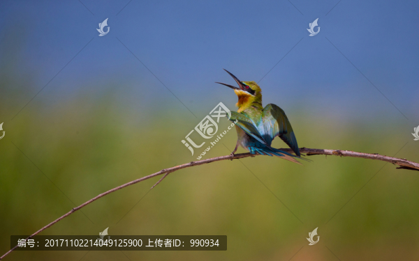 蜂虎